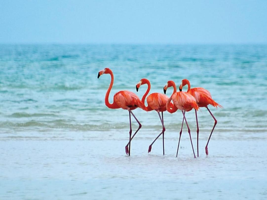 Mi Habitat Holbox-Maravilla Natural Exteriér fotografie