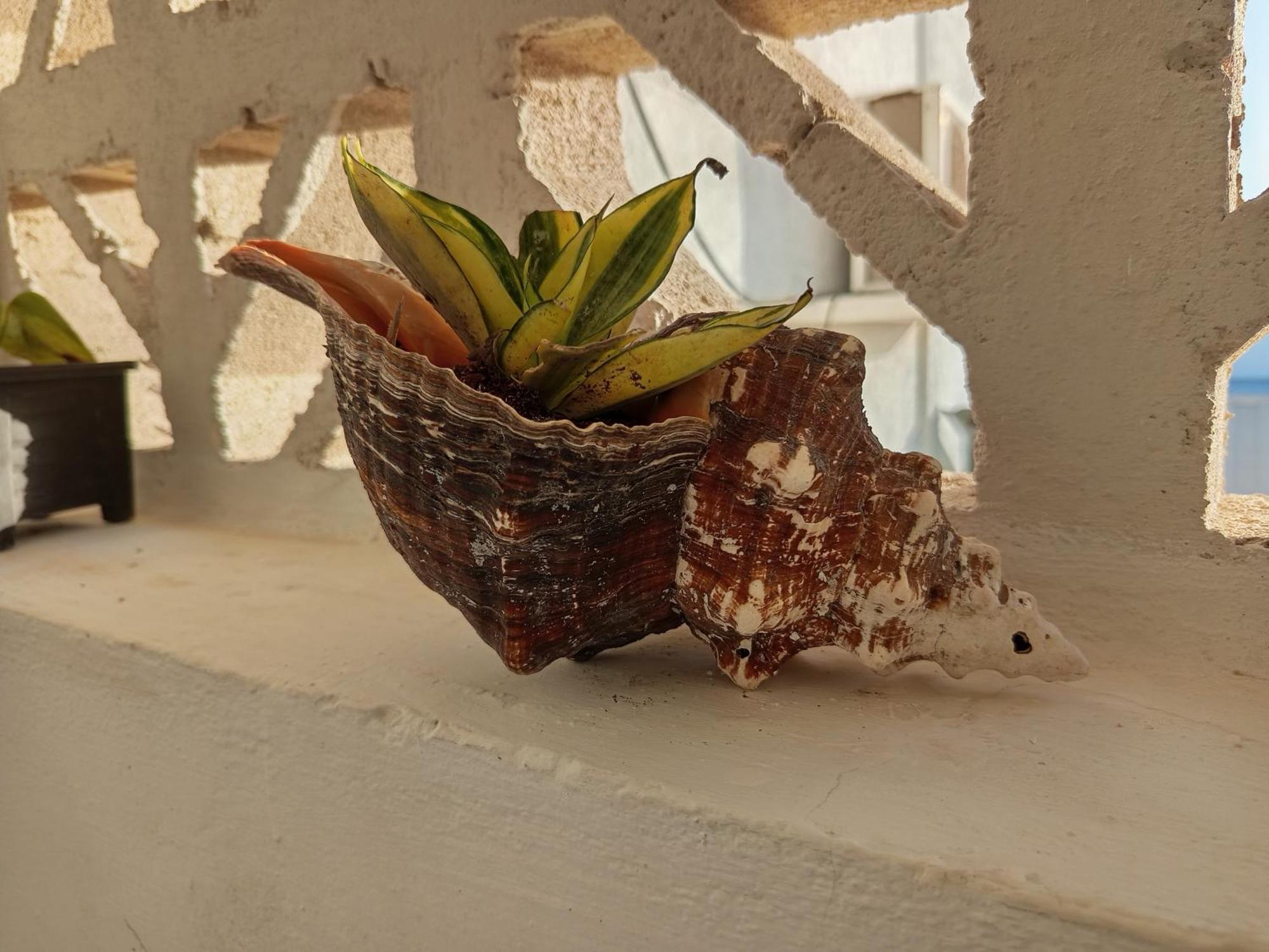 Mi Habitat Holbox-Maravilla Natural Exteriér fotografie